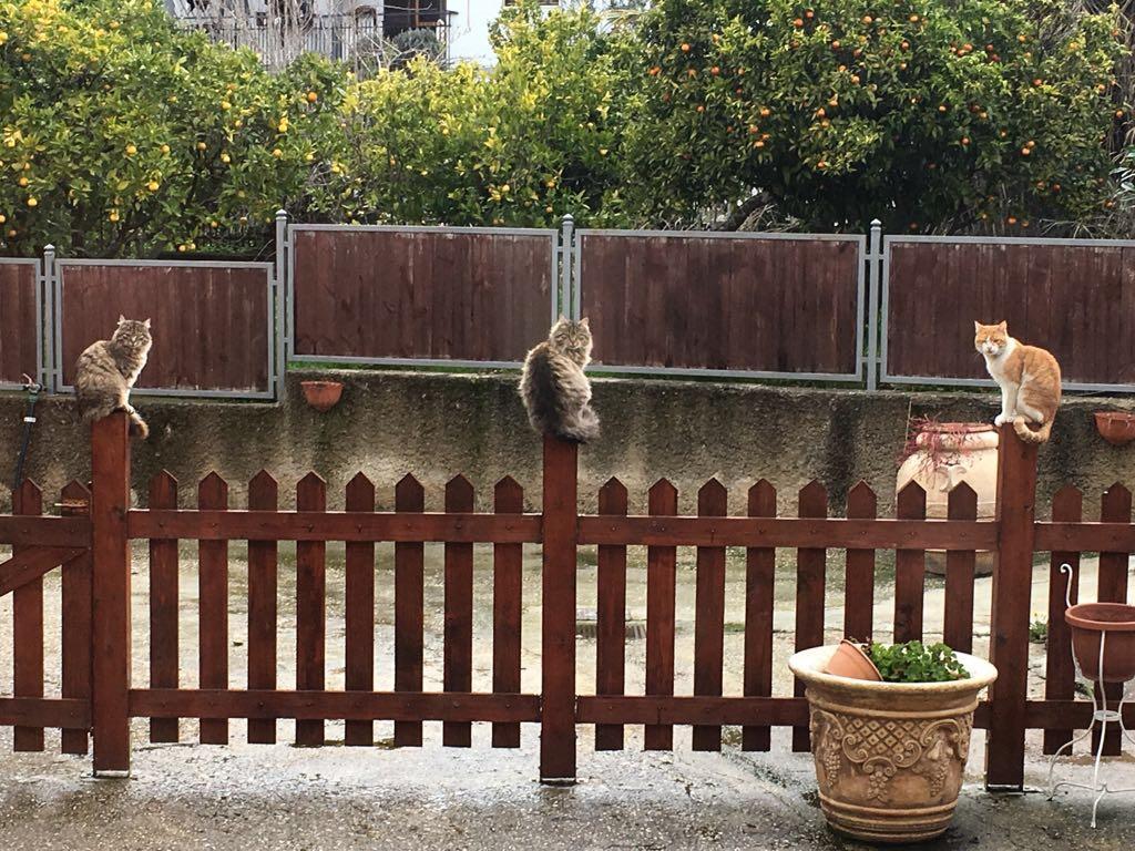 Le Gatte Panzió Eboli Kültér fotó